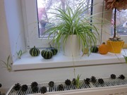 Pokusy a pozorování